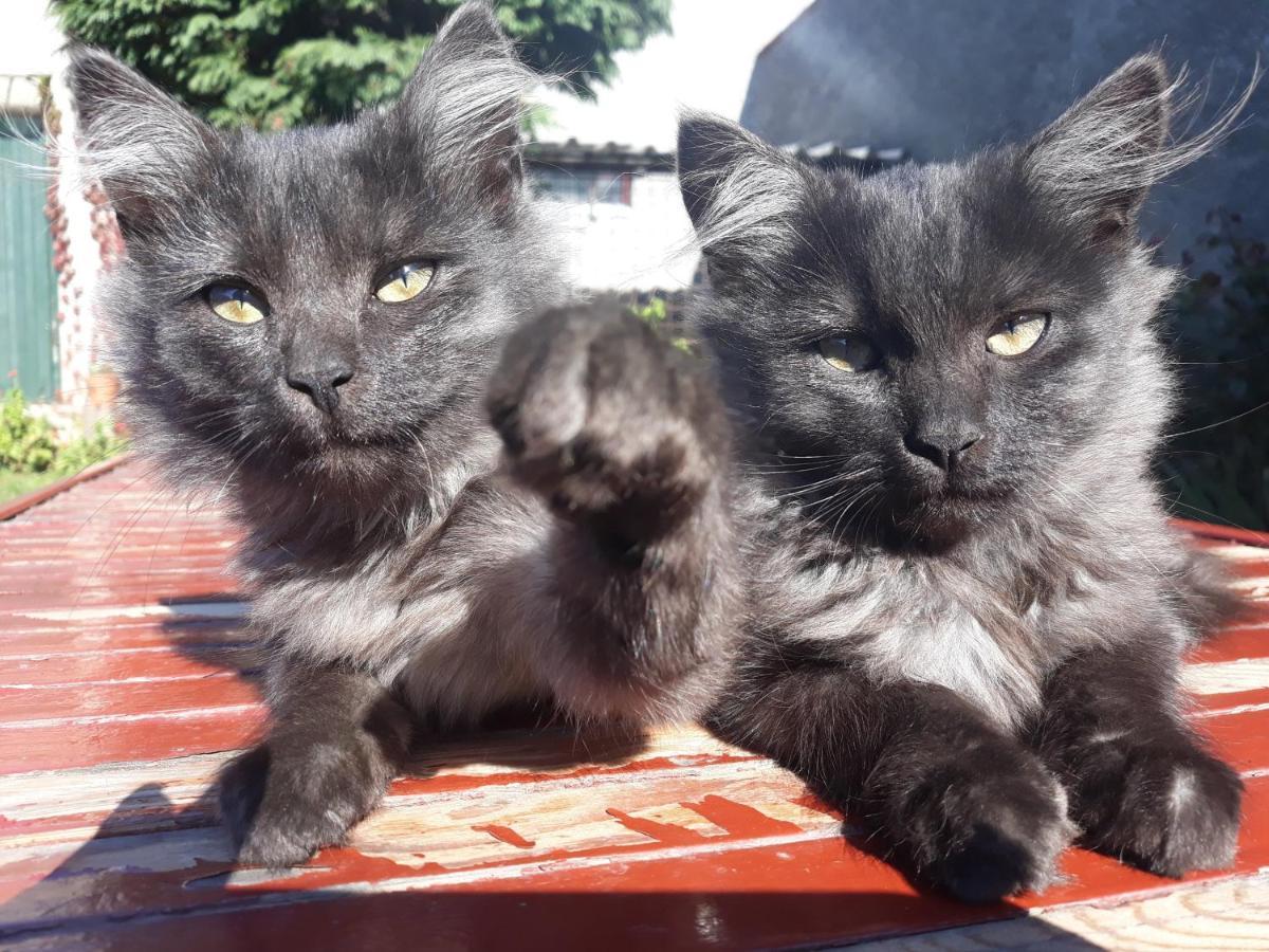 Ubytovani U Machalu Villa Leskovec Nad Moravici Dış mekan fotoğraf